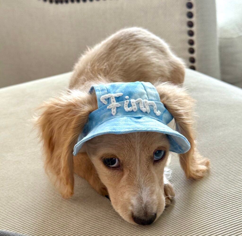 Finn, the real long-haired dachshund behind Seed & Story Press